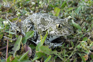 Сирійський часник: фото та опис жаб Сирійський часник: фото та опис жаб
