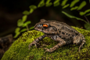 Часник Часник