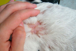 Корости в собак - де це відбувається? Корости в собак - де це відбувається?