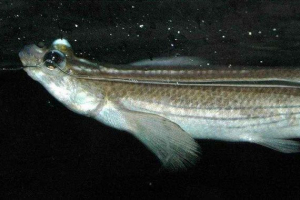 Чотири розділи - найбільш незвичайна риба на планеті Чотири розділи - найбільш незвичайна риба на планеті