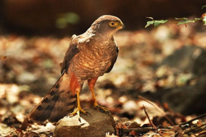 Чилійський яструб Чилійський яструб