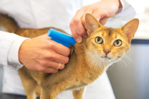 Чіпці в росії Чіпці в росії