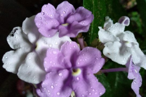 Chirik sanango - лікарська рослина південна америка Chirik sanango - лікарська рослина південна америка