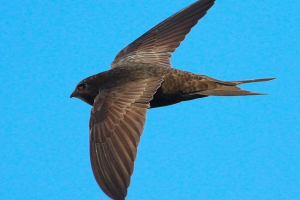 Чорна стрічка Чорна стрічка