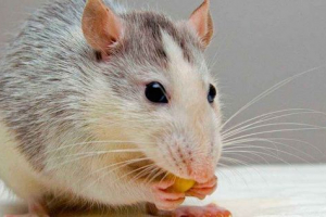 Що їдять декоративні щури вдома? Корм і додаткова їжа Що їдять декоративні щури вдома? Корм і додаткова їжа