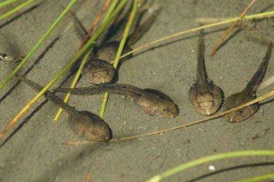 Що таке пекло? Що таке пекло?