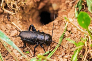 Що приводить крикети?