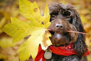 Що може статися з домашніми домашніми тваринами в осінній період?