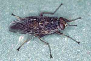 Що ми знаємо про цет? Ніж ця муха славиться? Що ми знаємо про цет? Ніж ця муха славиться?