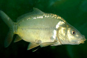 Що ми знаємо про karp? Що ми знаємо про karp?