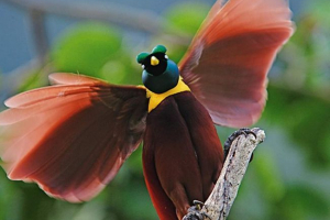 Що ми знаємо про райських птахів? Що ми знаємо про райських птахів?