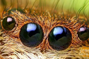 Що таке арачнофілія? Що таке арачнофілія?