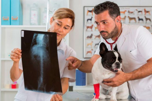 Що таке безліч у собак? Що таке безліч у собак?