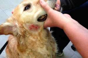 Що таке екзема у собак? Що таке екзема у собак?