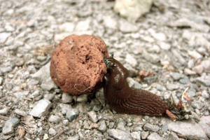 Що таке coprophagia? Приклади сонофагових організмів Що таке coprophagia? Приклади сонофагових організмів