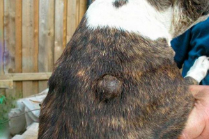 Що таке ліпома в собак? Що таке ліпома в собак?