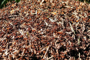 Що таке марабунта? Що таке марабунта?