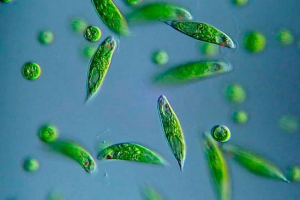 Що таке зелений evglen? Що таке зелений evglen?