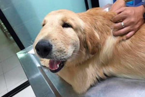 Що викликає анафілактичний шок у собак? Що викликає анафілактичний шок у собак?