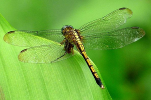 Який тип хижака бабка? Який тип хижака бабка?