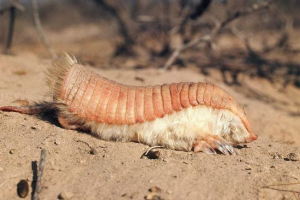 Яка тварина є вилученою броньованою броньою? Яка тварина є вилученою броньованою броньою?