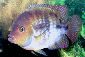 Cichlasome sadzhik: опис риби Cichlasome sadzhik: опис риби