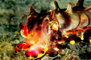 Flowery caracatia metasepia pfefferi - яскрава молюска Flowery caracatia metasepia pfefferi - яскрава молюска