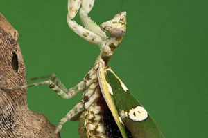 Квітковий мантіс - найяскравіша з сім'ї Квітковий мантіс - найяскравіша з сім'ї