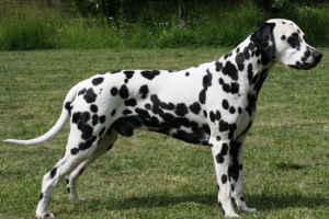 Далматська: плямистий шарм декоративного призначення Далматська: плямистий шарм декоративного призначення