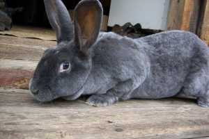 Декоративні кролики: порід та особливості вмісту Декоративні кролики: порід та особливості вмісту