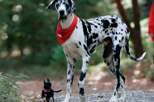 Декоративні породи собак - топ-16 Декоративні породи собак - топ-16