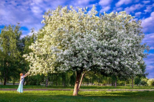 Декоративні види рослин Декоративні види рослин
