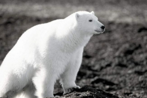 Справа підриву ведмедя на острові врангеля закрита Справа підриву ведмедя на острові врангеля закрита