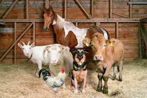 Сільські тварини: глянцева ферма роб макіннис Сільські тварини: глянцева ферма роб макіннис