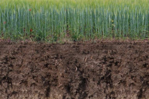 Пором-карбонатні ґрунти Пором-карбонатні ґрунти