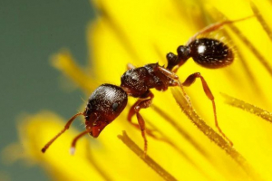 Dernea ant: фото, опис Dernea ant: фото, опис