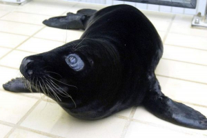 Молода печатка, збережена з відносного! Молода печатка, збережена з відносного!