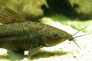 Діанама довго, або бронзова діанама Діанама довго, або бронзова діанама