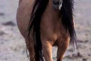 Дикі коні мустанга Дикі коні мустанга