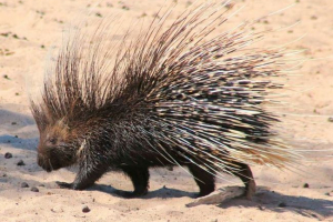 Викрадач Викрадач