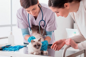 Дірофіляріоз у котах - механізм інфікування Дірофіляріоз у котах - механізм інфікування