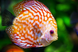 Дискус Дискус