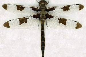 Сибірський довго - ексклюзивний тропічний дракон Сибірський довго - ексклюзивний тропічний дракон