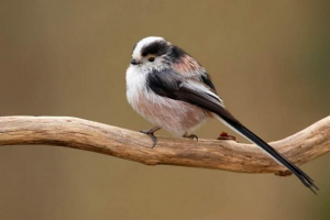 Довгохвильовий тит або хто називається apollo? Довгохвильовий тит або хто називається apollo?