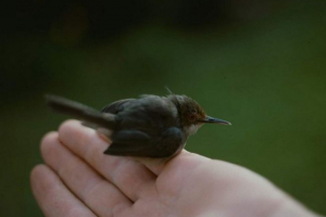 Laughted girl - fashion bird Laughted girl - fashion bird