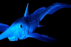 Довгоокий химера - глибоководний монстр Довгоокий химера - глибоководний монстр