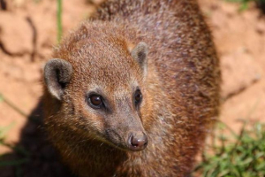 Довго-осі kusimanza: тварина з незвичайним ім'ям Довго-осі kusimanza: тварина з незвичайним ім'ям
