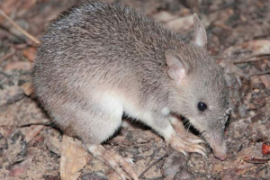 Довго бандчика: опис австралійської ендемічної Довго бандчика: опис австралійської ендемічної