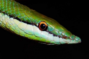 Довго-вісь філодріо: фото рептилія Довго-вісь філодріо: фото рептилія