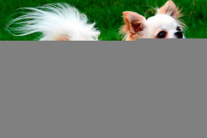 Довгошерстий чихуахуа - опис породи Довгошерстий чихуахуа - опис породи